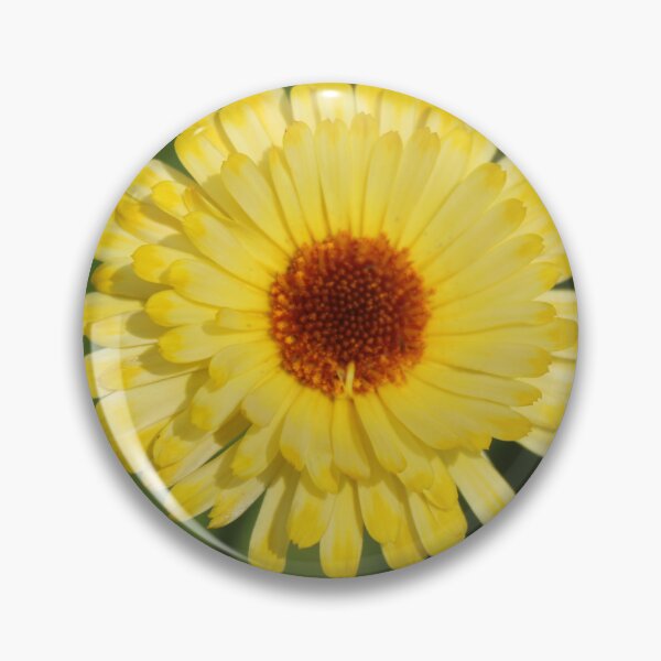 Item preview, Golden calendula macro - Soft yellow flower photography designed and sold by Cha-s-lens.
