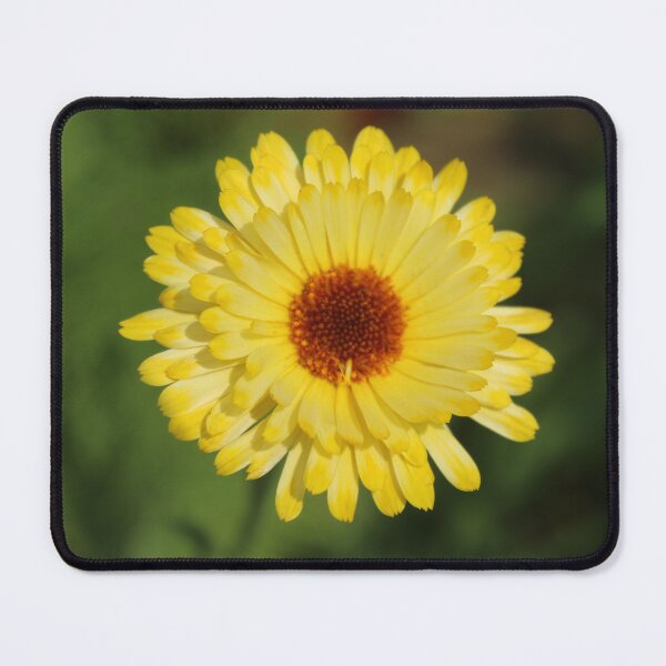 Item preview, Golden calendula macro - Soft yellow flower photography designed and sold by Cha-s-lens.