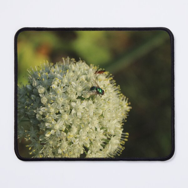 Item preview, Metallic green fly on allium flower - Nature photography designed and sold by Cha-s-lens.