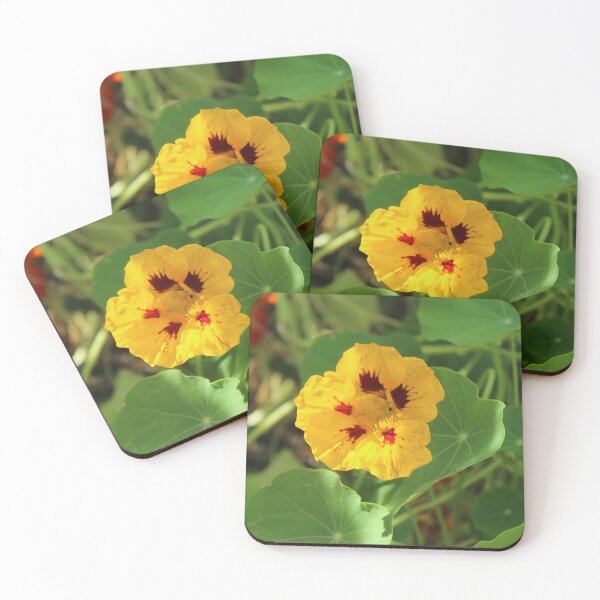 Item preview, Golden nasturtium flower in the sunlight - Soft nature photography designed and sold by Cha-s-lens.