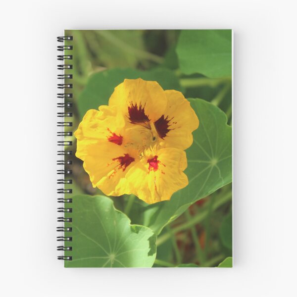 Item preview, Golden nasturtium flower in the sunlight - Soft nature photography designed and sold by Cha-s-lens.