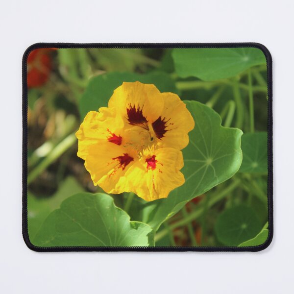 Item preview, Golden nasturtium flower in the sunlight - Soft nature photography designed and sold by Cha-s-lens.