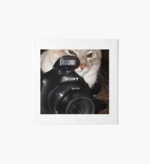 Camera Cat Art Board