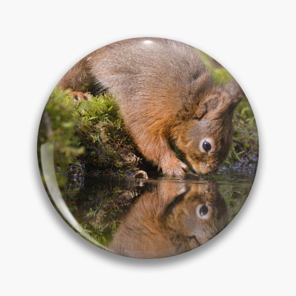 Item preview, red squirrel drinking with reflection designed and sold by alan tunnicliffe.