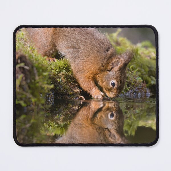 Item preview, red squirrel drinking with reflection designed and sold by alan tunnicliffe.