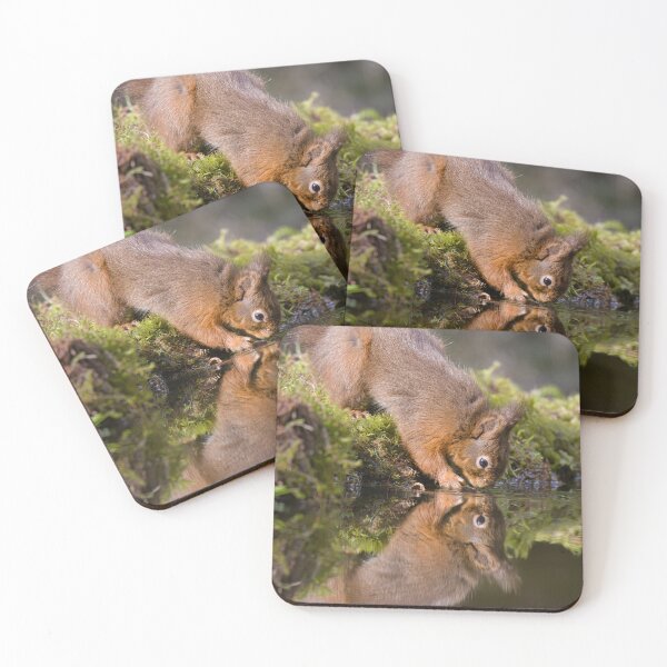 Item preview, red squirrel drinking with reflection designed and sold by alan tunnicliffe.