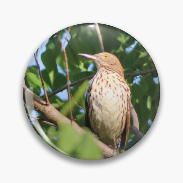 Item preview, Brown Thrasher designed and sold by Birdgirlcreates.