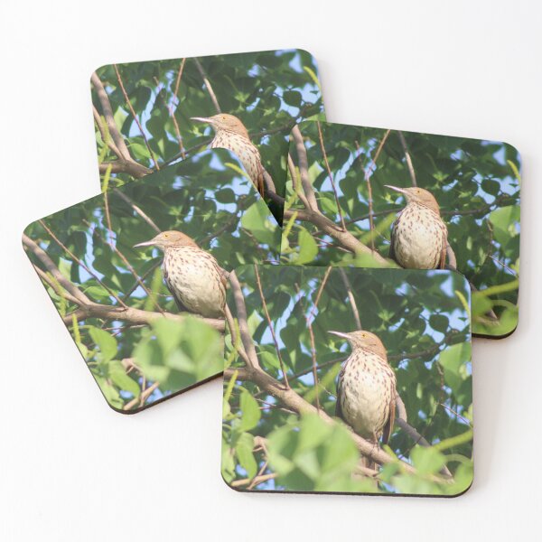 Item preview, Brown Thrasher designed and sold by Birdgirlcreates.