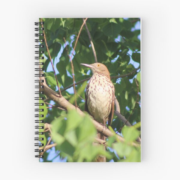 Item preview, Brown Thrasher designed and sold by Birdgirlcreates.