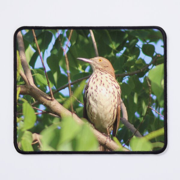 Item preview, Brown Thrasher designed and sold by Birdgirlcreates.