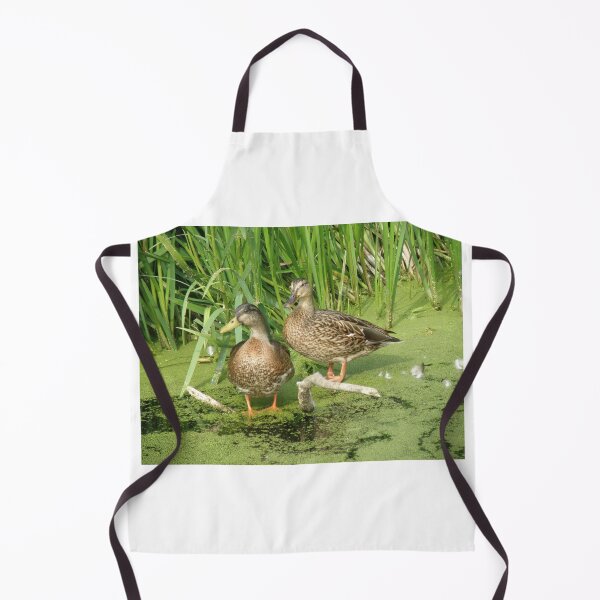 Item preview, Male Mallard in eclipse plumage and female Mallard Duck Photograph designed and sold by naturegallery.