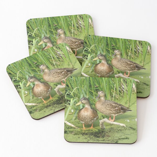 Item preview, Male Mallard in eclipse plumage and female Mallard Duck Photograph designed and sold by naturegallery.