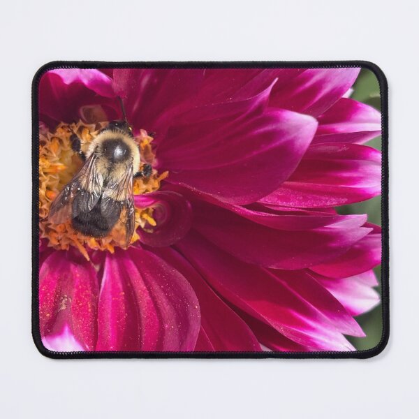 Item preview, Dahlia Pollinator designed and sold by Birds & Beans Photography.