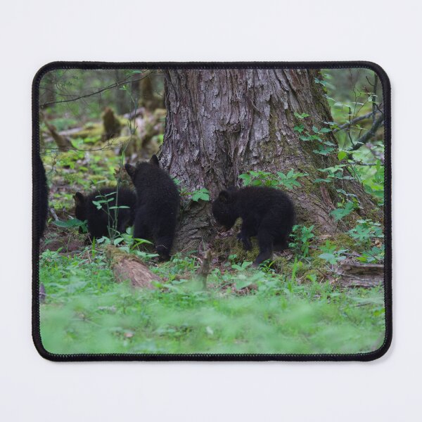 Item preview, Black Bear and Three Cubs designed and sold by NateNelsonPhoto.