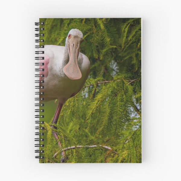 Item preview, Roseate Spoonbill in a Cypress Tree designed and sold by NateNelsonPhoto.