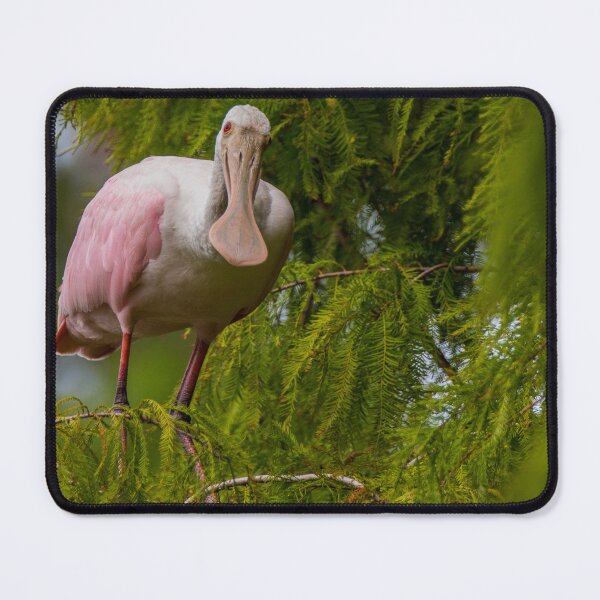 Item preview, Roseate Spoonbill in a Cypress Tree designed and sold by NateNelsonPhoto.
