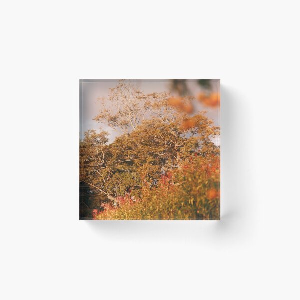 Item preview, Autumn trees designed and sold by Stylecontent91.