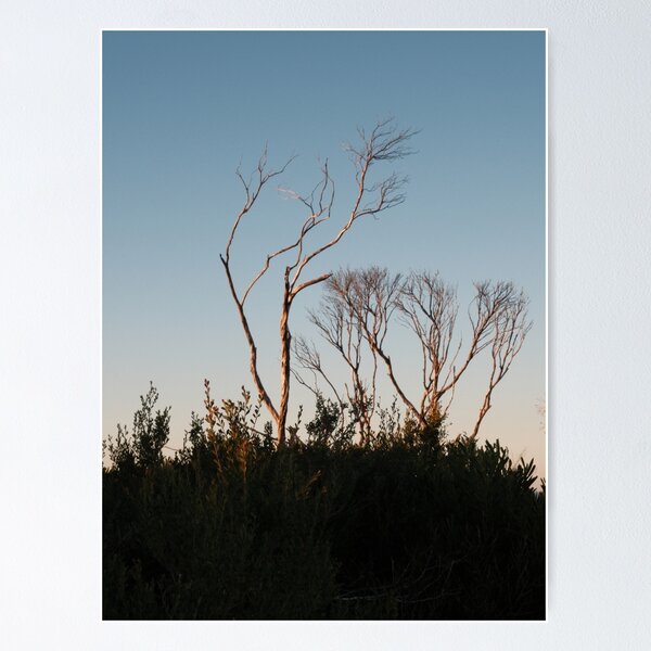 Item preview, Trees in the sunset shadows designed and sold by Stylecontent91.