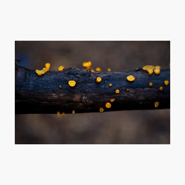 Item preview, Small yellow mushrooms designed and sold by danielasynner.