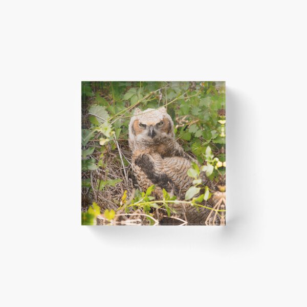 Item preview, Great Horned Owl in the Brush designed and sold by NateNelsonPhoto.