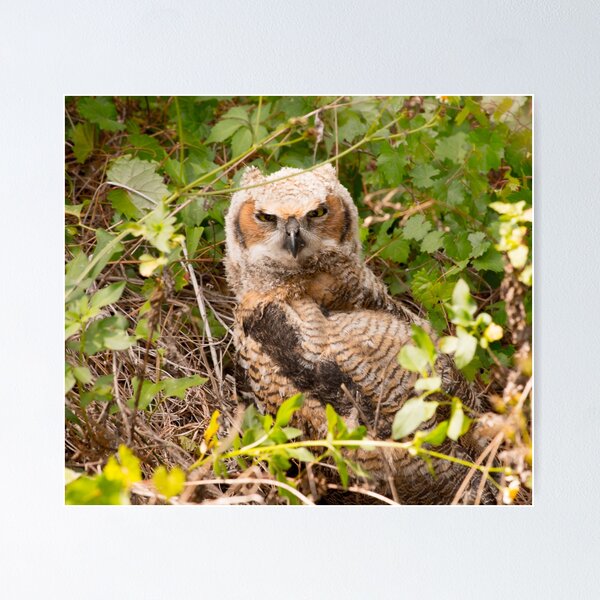Item preview, Great Horned Owl in the Brush designed and sold by NateNelsonPhoto.
