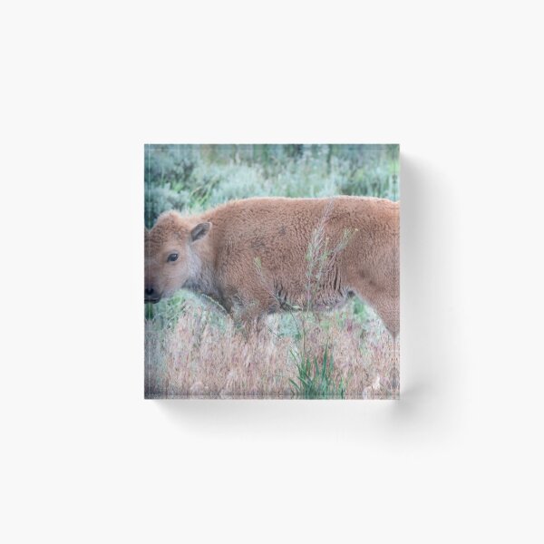 Item preview, Bison Calf in the Sagebrush designed and sold by NateNelsonPhoto.