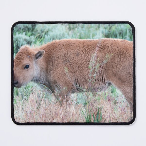 Item preview, Bison Calf in the Sagebrush designed and sold by NateNelsonPhoto.