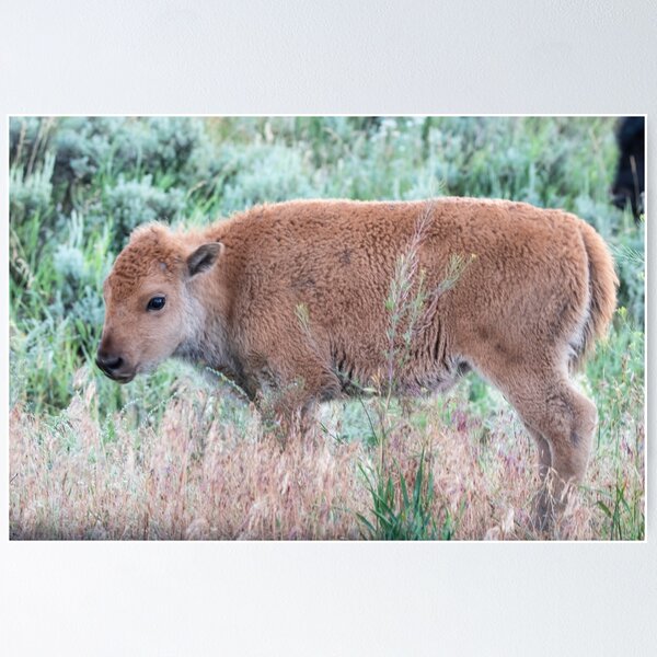 Item preview, Bison Calf in the Sagebrush designed and sold by NateNelsonPhoto.