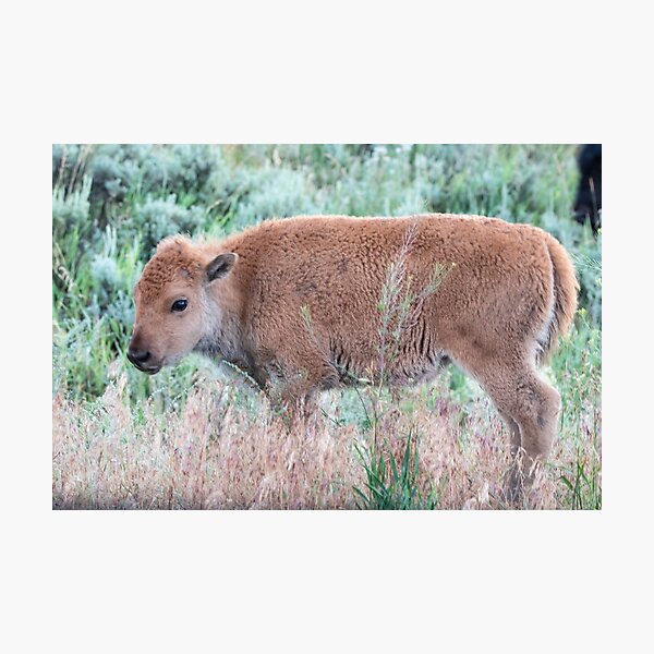 Item preview, Bison Calf in the Sagebrush designed and sold by NateNelsonPhoto.