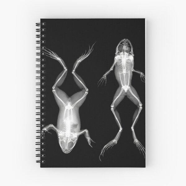 Item preview, Frogs in Prone and Supine Positions (Frösche in Bauch- und Rückenlage) designed and sold by The Ravens Ballad.