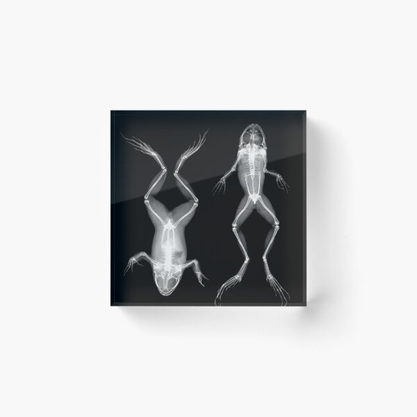 Item preview, Frogs in Prone and Supine Positions (Frösche in Bauch- und Rückenlage) designed and sold by The Ravens Ballad.