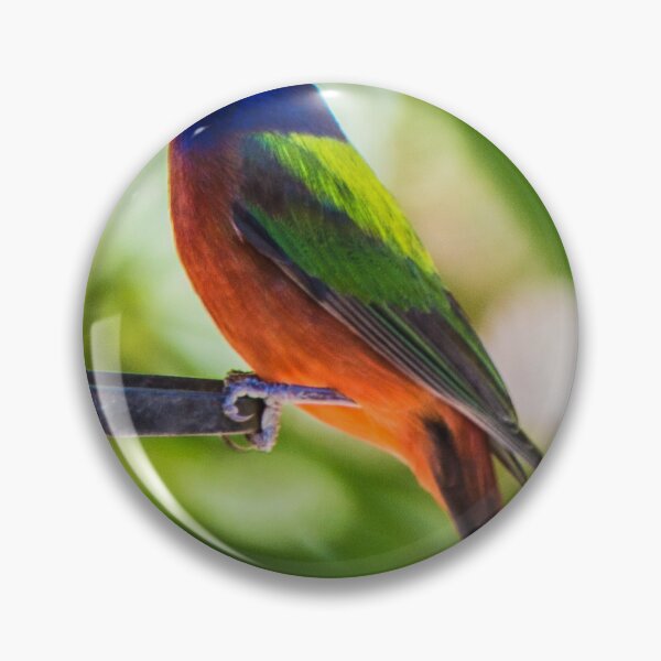 Item preview, Painted Bunting Songbird designed and sold by NateNelsonPhoto.