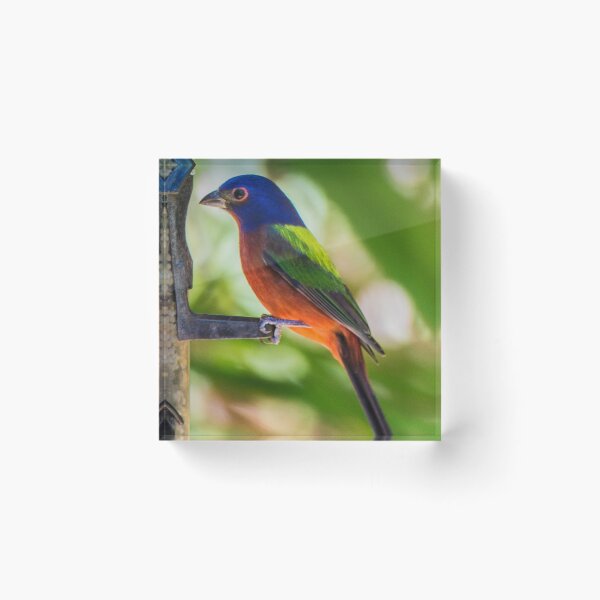 Item preview, Painted Bunting Songbird designed and sold by NateNelsonPhoto.