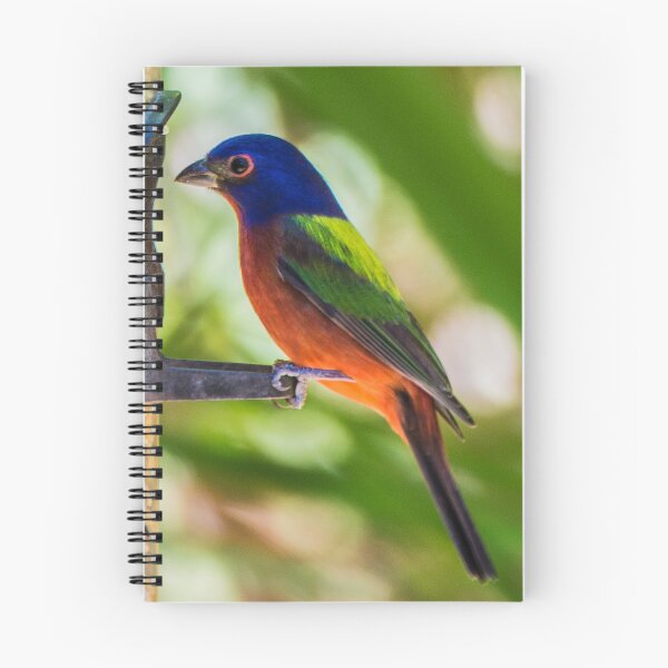 Item preview, Painted Bunting Songbird designed and sold by NateNelsonPhoto.