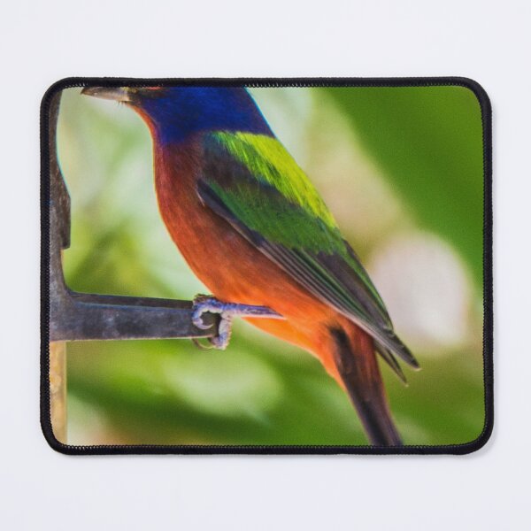 Item preview, Painted Bunting Songbird designed and sold by NateNelsonPhoto.