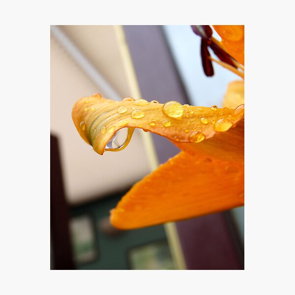 Artikelvorschau, Petal With Raindrops entworfen und verkauft von LumixFZ28.