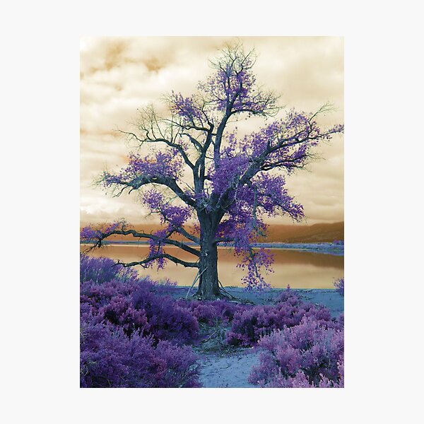 Item preview, Moody Skies at Lake Washoe designed and sold by Robert Ball.