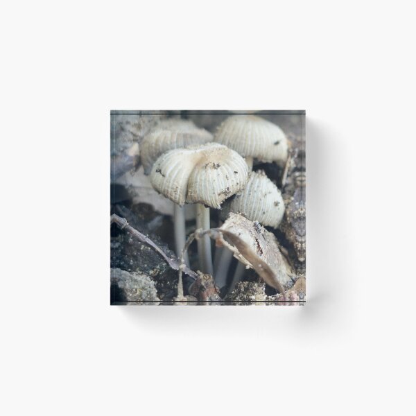 Item preview, Coprinellus Mushroom designed and sold by Lunar-Dragon.
