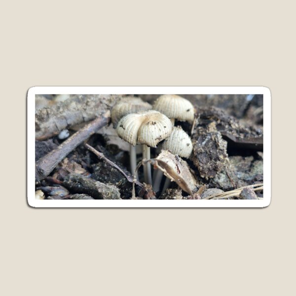 Item preview, Coprinellus Mushroom designed and sold by Lunar-Dragon.