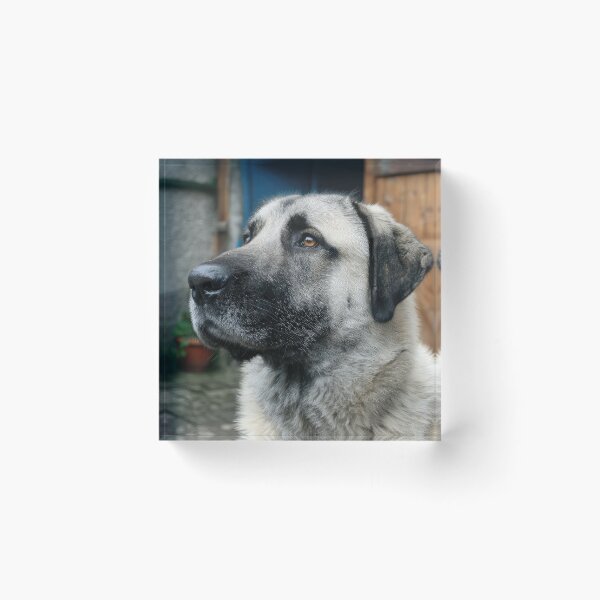 Item preview, Turkish Kangal Dog Portrait designed and sold by Elisabeth Lucas.