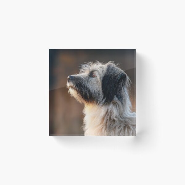 Item preview, Long Haired Pyrenean Sheepdog 02 designed and sold by Elisabeth Lucas.