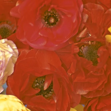 Artwork thumbnail, Red Luscious Ranunculus by Bloomin' Arty Fashion