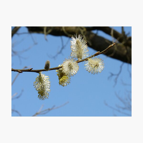 Item preview, Pussy Willow designed and sold by LumixFZ28.