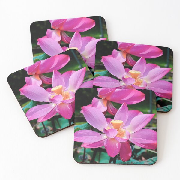 Item preview, Pink Lotus Blossoms in Full Bloom designed and sold by Jomsunshine.
