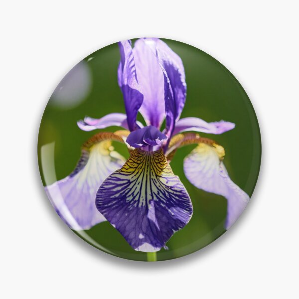 Item preview, Backlight. Siberian iris designed and sold by Jouko Lehto Photography.