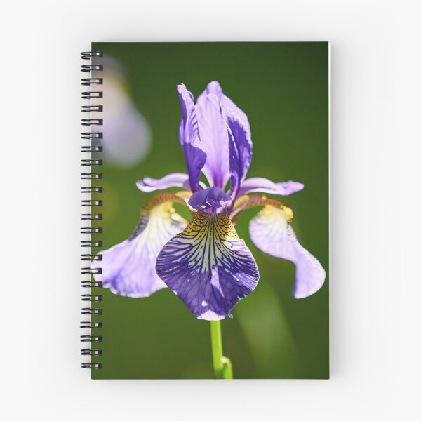 Item preview, Backlight. Siberian iris designed and sold by Jouko Lehto Photography.