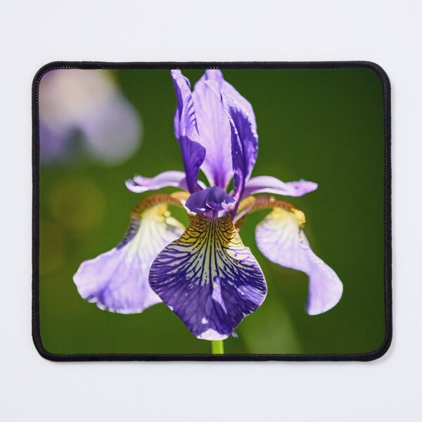 Item preview, Backlight. Siberian iris designed and sold by Jouko Lehto Photography.