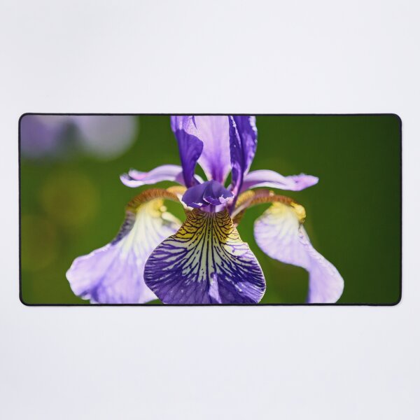 Item preview, Backlight. Siberian iris designed and sold by Jouko Lehto Photography.