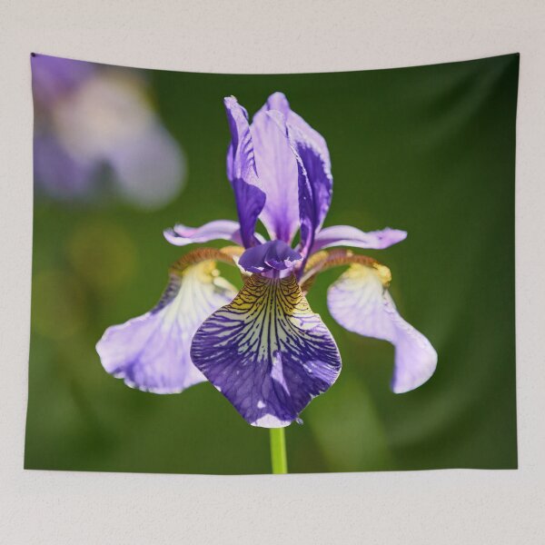 Item preview, Backlight. Siberian iris designed and sold by Jouko Lehto Photography.