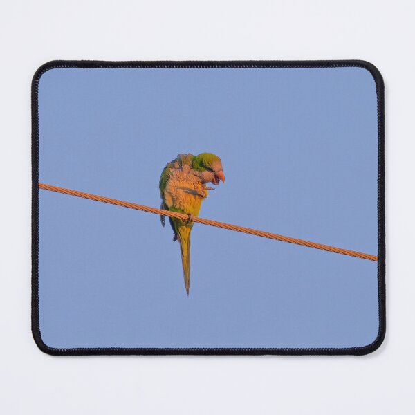 Item preview, Laughing Parakeet designed and sold by Ralph Goldsmith.